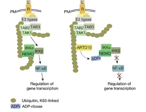 ARTD10 Regulates NF JB Signaling A Simplified Version Of The NF JB