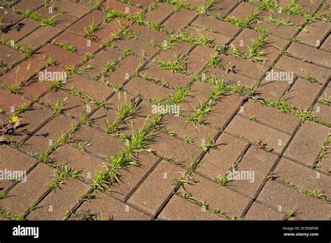 Untidy Paving Slabs Overgrown With Weeds Stock Photo Alamy