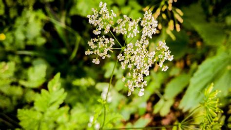 Fotos gratis árbol naturaleza bosque rama luz de sol hoja verde