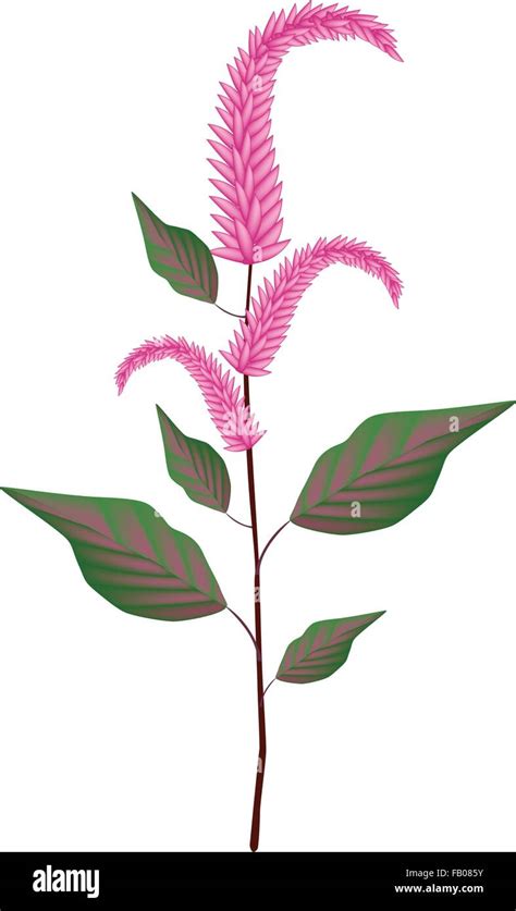 Amaranth Stock Vector Images Alamy