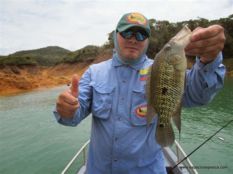 Espacio De Pesca Pesca De Mojarra Black Bass Y Tilapia En Guatape