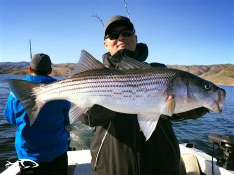 Fishing Report San Luis Reservoir February 24 2018 Fishaholics