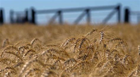 Por La Sequía Agricultura Otorgó Prórroga A Los Embarques De Trigo