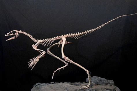 Paleontolog A Carrera D Nde Se Estudia En Qu Consiste La Carrera