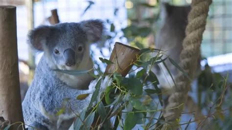 Koala Names | 340+ Best Names for Male, Female & Baby Koala