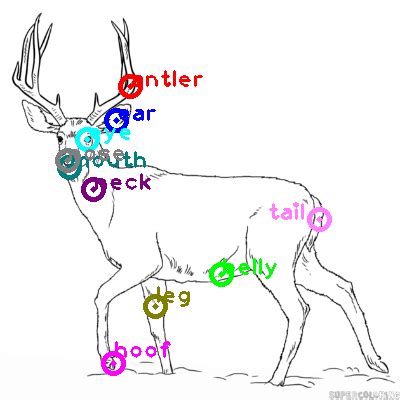 Buy Deer Anatomy Fallow Deer Body Parts Diagram Of A Deer