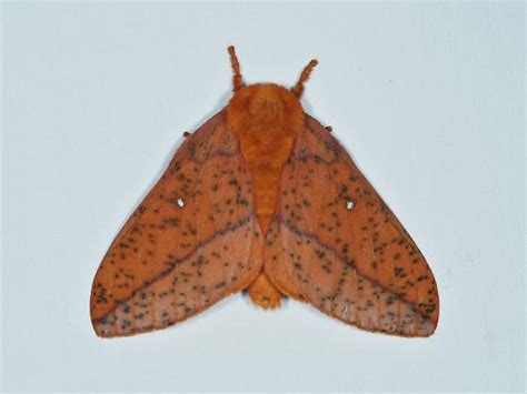 Spiny Oakworm Moth Anisota Stigma Bugguide Net