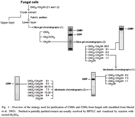 SciELO Brasil Structure And Biological Functions Of Fungal