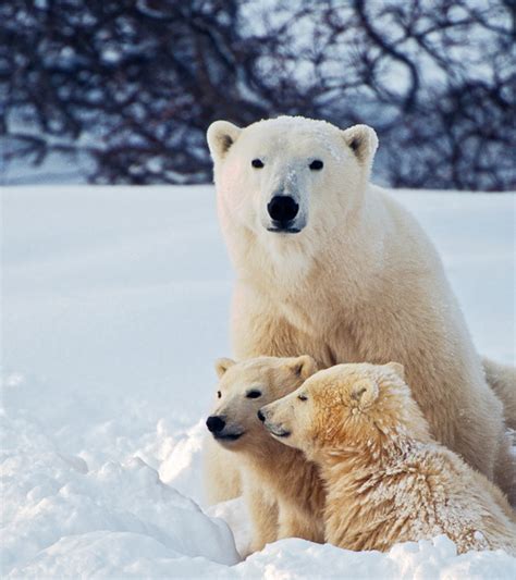 26 Fascinating Polar Bear Facts For Kids To Know