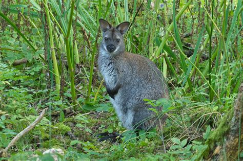 Wild Wallaby Ballaugh Manx Scenes Photography