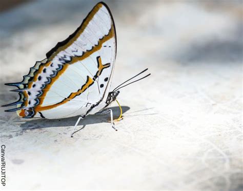 Que Significado Tiene Una Mariposa Blanca En La Casa Sale Dakora Co