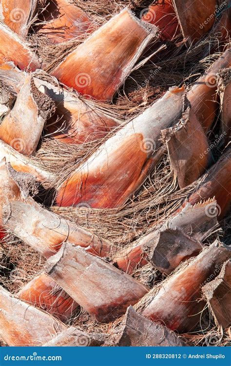 The Bark On A Palm Tree As An Abstract Background Texture Stock Photo