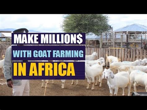 How To Make Millions With Goat Farming In Africa Digital Boost