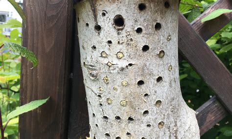 Bienen Nisthilfen Selber Bauen Bottrop Bl Ht Auf