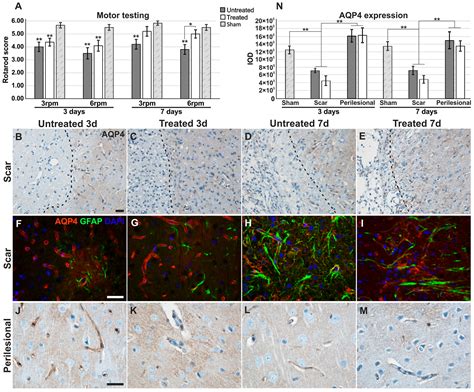 Ijms Free Full Text Inhibition Of Aquaporin 4 Improves The Outcome