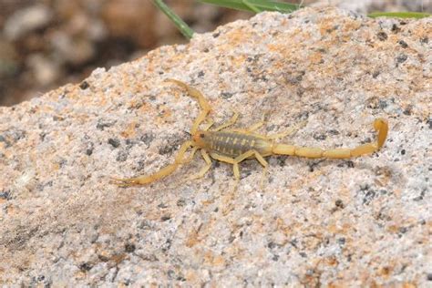 Arizona Bark Scorpion Picture | Scorpion Facts and Information