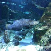 SEA LIFE Charlotte-Concord Aquarium - 212 Photos & 93 Reviews ...