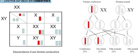 Chapitre N Heredite Liee Au Chromosome X Cartes Quizlet