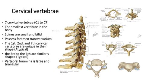 Solution Head And Neck Anatomy 1 Notes Cervical Vertebrae Anatomy