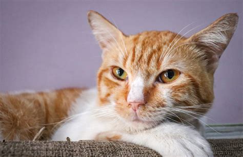 Veterin Rio D Dicas Para Manter A Sa De E Bem Estar De C Es E Gatos