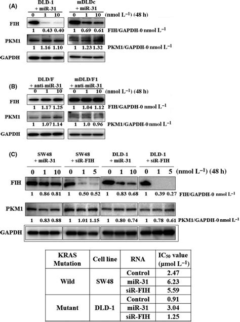 The Expression Levels Of Fih‐1 And Pkm‐1 Protein In Colorectal Cells Download Scientific