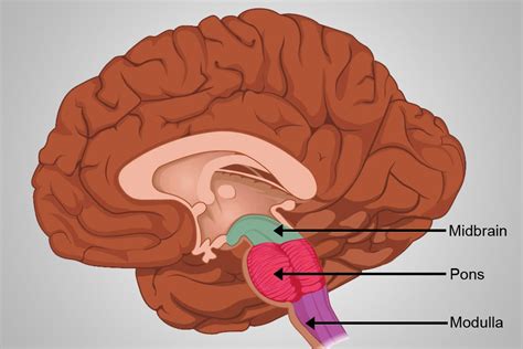 Medulla Oblongata: Definition ... | Structure and function, Cerebral ...