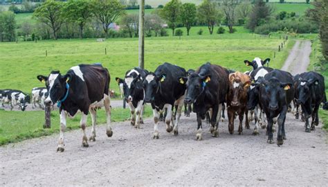 Dairy Strategies To Reduce Lameness On Your Farm Teagasc