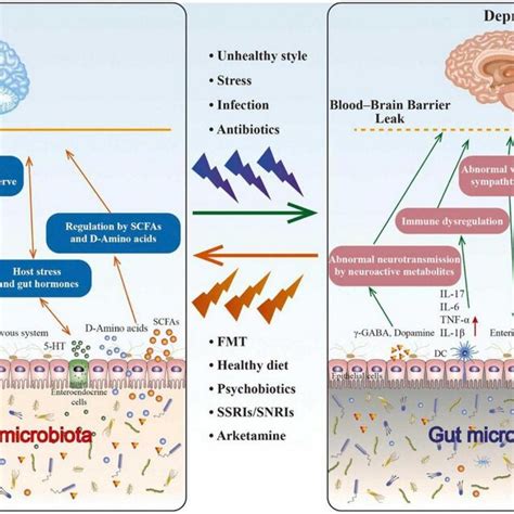 The Role Of Gut Microbiota In Depression Through The Download Scientific Diagram