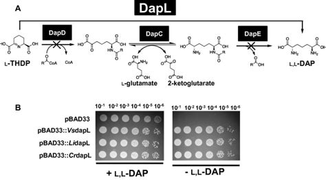 Functional Complementation Of The E Coli Dapd E Mutant Aoh A