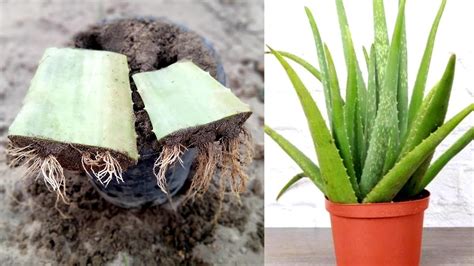 Grow Aloe Vera Plant From Aloe Vera How To Grow Aloe Vera Plant From A Single Leaf Youtube