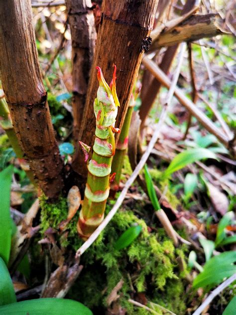 Foraging Japanese Knotweed A Controversial Delicacy