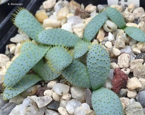 brunsvigia namaquana steinkopf lifestyle seeds