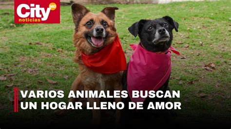 Jornadas de adopción animal en Bogotá Cuándo y dónde se realizarán