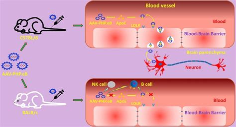 Apolipoprotein E Low Density Lipoprotein Receptor And Immune Cells