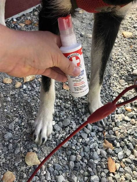 how to treat hot spots on my dog