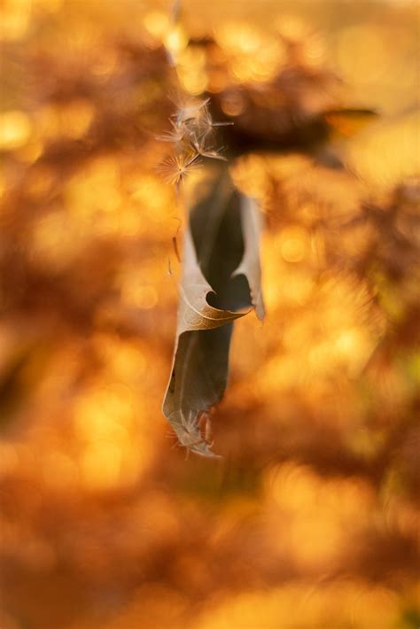 Oak Leaf And Eutrochium Scott Weber Flickr