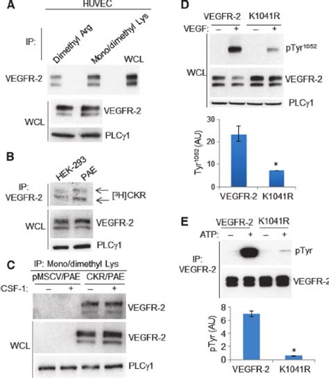 Vegfr 2 Is Methylated On Lysine And Arginine Residues A Anti