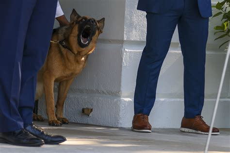 White House blames first dog Commander's bite spree on 'stressful environment' | New York Post