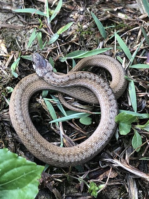 Dekay’s Brown Snake or baby Copperhead? East Tennessee. What do you