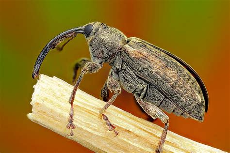 Acorn Weevil. Weevils, Macro Photos, Naturalist, Acorn, Moth, Insects ...