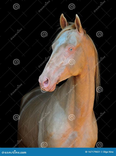 Cremello Akhal Teke Horse