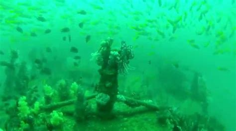 Exploring Inchcape Wrecks In Fujairah Nemo Diving Center