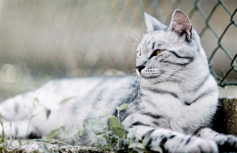 White Tiger Cat - 1938x1256 Wallpaper - teahub.io