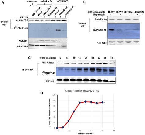 Mtorc1 Directly Phosphorylates Eif4e At Ser209 A Hek 293 Cells Were