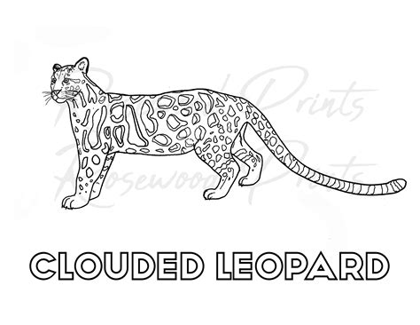 Clouded Leopard Coloring Page Etsy