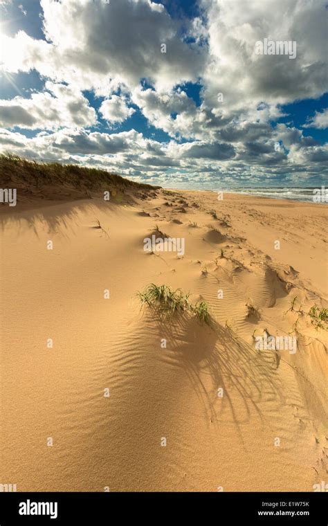 Sand Dune Blooming Point Beach Prince Edward Island National Park