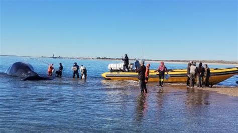 Así fue el rescate de una ballena varada en San Antonio Oeste Mejor