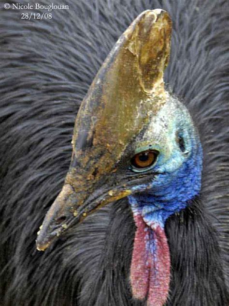 Southern Cassowary