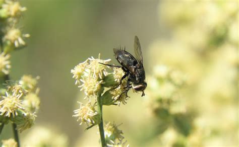 Cutworm Flies From 37000 Melo Departamento De Cerro Largo Uruguay On