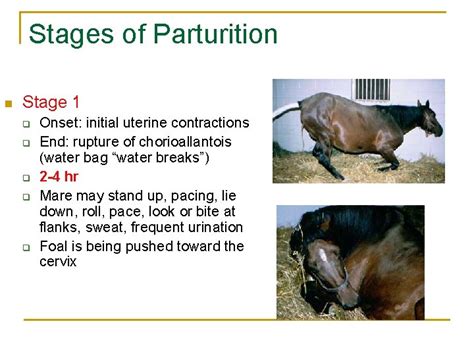 Parturition And Foal Neonatal Care Lacp Pg 163